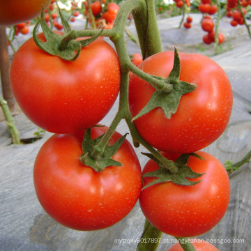 HT05 Dejar início precoce, vermelho determinate f1 sementes de tomate híbrido